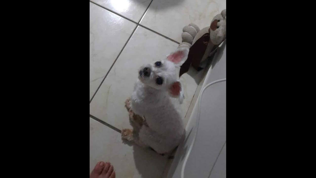 Cachorro Poty desapareceu no bairro Neva (oferece recompensa ) Cachorro Poty desapareceu no bairro Neva (oferece recompensa )