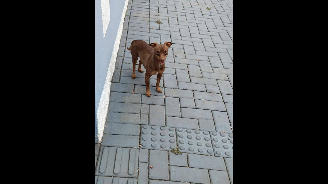 Cachorro é encontrado no bairro Parque Verde Cachorro é encontrado no bairro Parque Verde