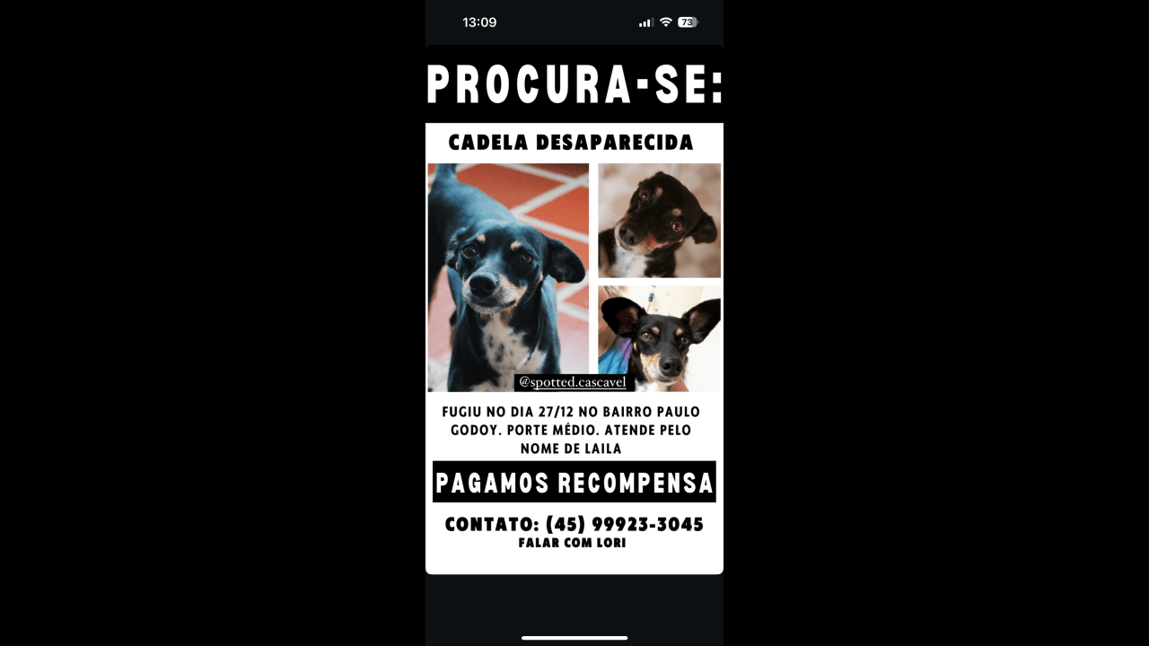 Cachorra Laila desapareceu no bairro Esmeralda Cachorra Laila desapareceu no bairro Esmeralda