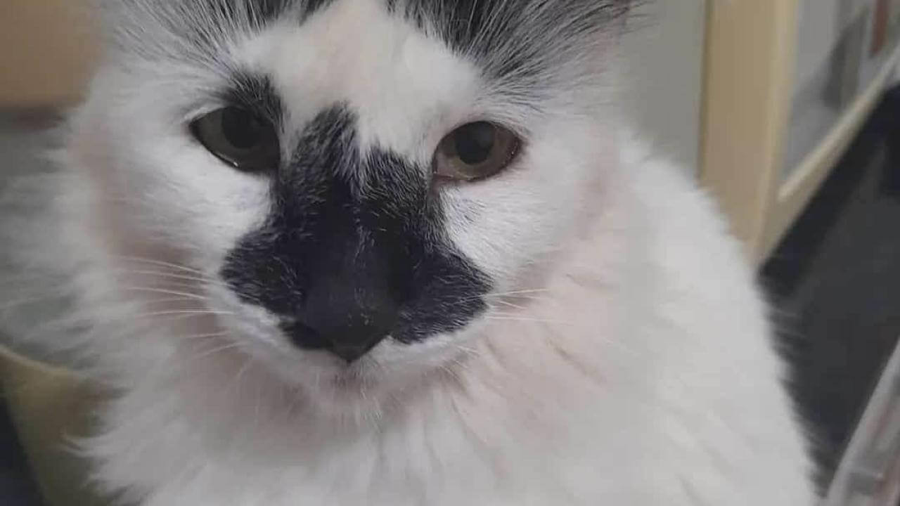 Gata Kissia desapareceu no bairro 14 de Novembro