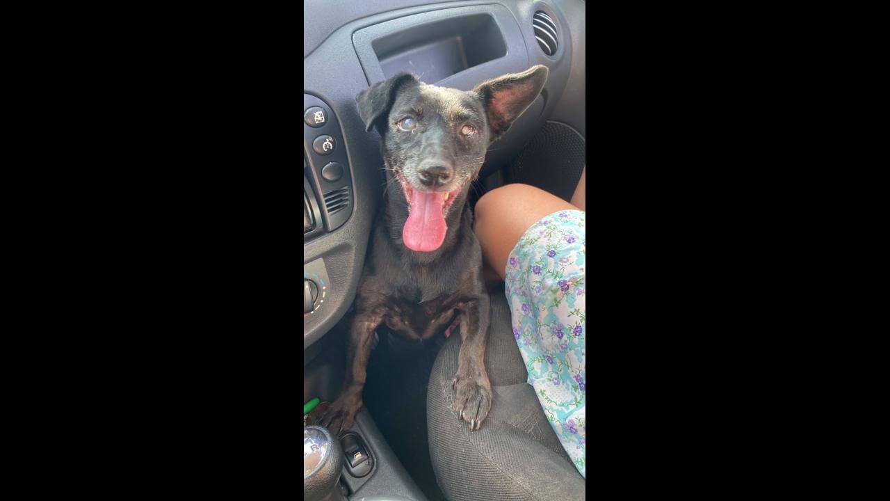 Cachorra é encontrada no bairro Maria Luiza