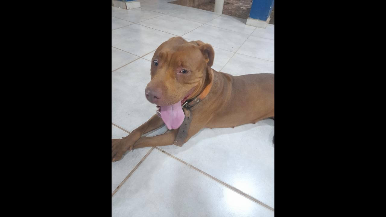 Cachorra é encontrada no bairro Floresta