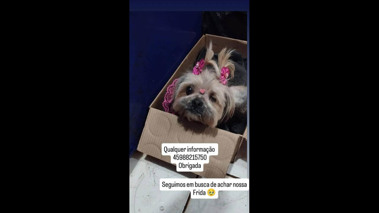 Cachorra Frida desapareceu no bairro Presidente
