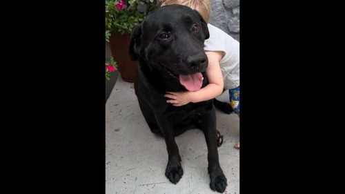 Imagem referente a Cachorro Jhonny desapareceu no bairro São Cristóvão