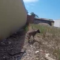 Imagem referente a Vídeo mostra cão de faro encontrando droga em terreno em Cascavel