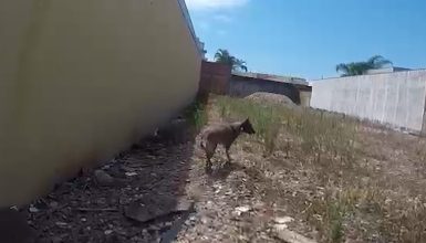 Imagem referente a Vídeo mostra cão de faro encontrando droga em terreno em Cascavel