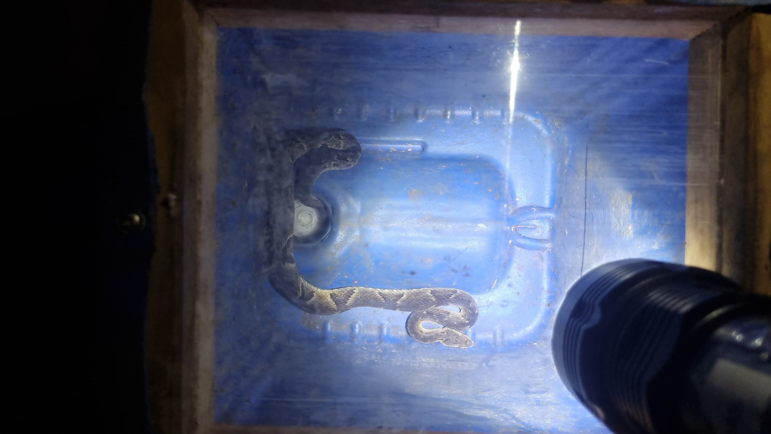 Mais uma! Serpente é resgatada em banheiro de residência no Riviera
