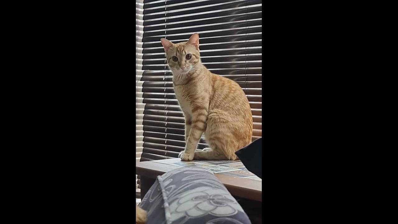 Gato Minduim desapareceu no bairro Maria Luiza Gato Minduim desapareceu no bairro Maria Luiza