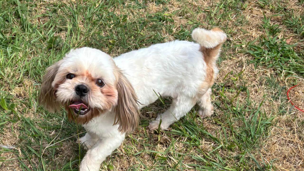 Cachorro é encontrado no bairro Alto Alegre Cachorro é encontrado no bairro Alto Alegre