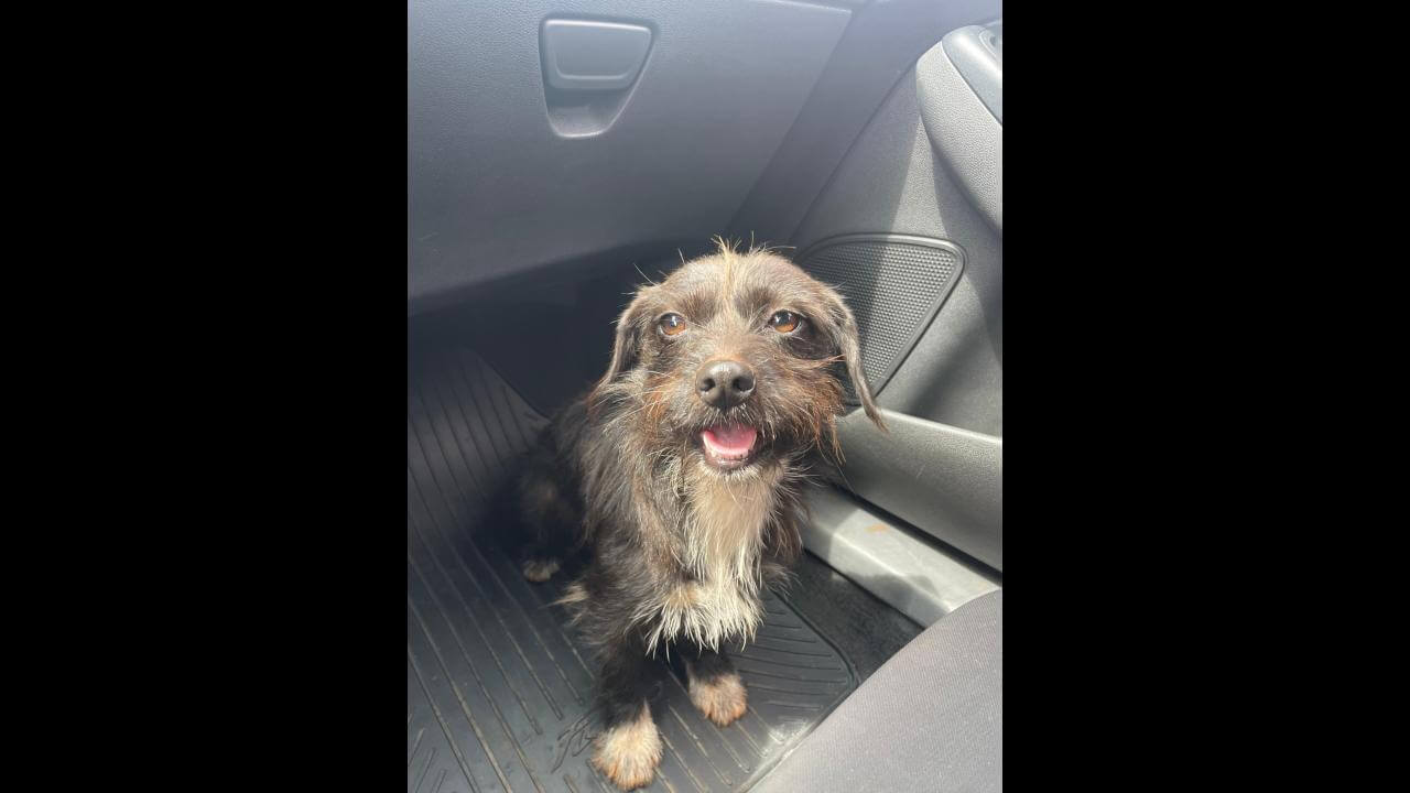Cachorra é encontrada no bairro Brasmadeira Cachorra é encontrada no bairro Brasmadeira