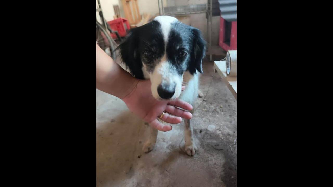 Cachorra Gordinha desapareceu no bairro Santa Cruz