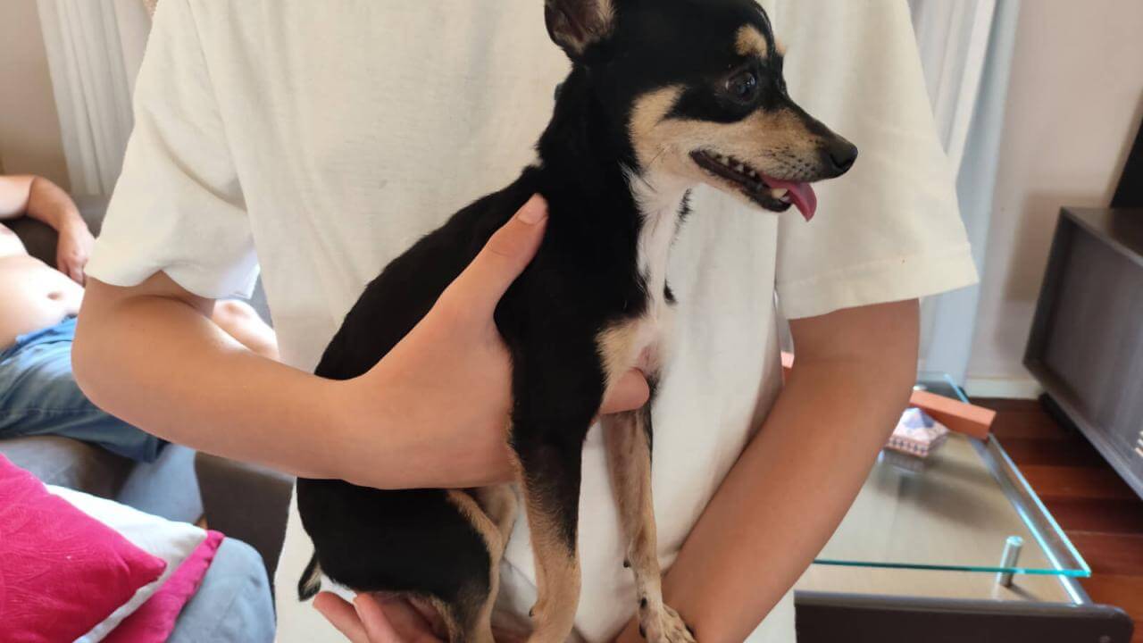 Cachorro é encontrado no bairro Recanto Tropical