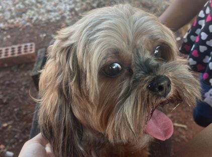 Imagem referente a Cachorra é encontrada no bairro Neva