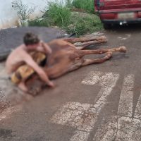 Imagem referente a Cavalo morre após ser picado por cobra no Angra dos Reis