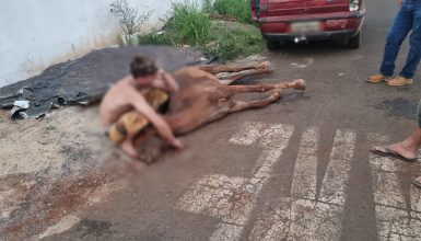 Imagem referente a Cavalo morre após ser picado por cobra no Angra dos Reis