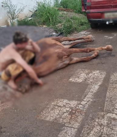 Imagem referente a Cavalo morre após ser picado por cobra no Angra dos Reis