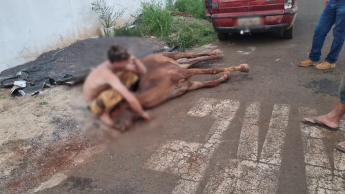 Imagem referente a Cavalo morre após ser picado por cobra no Angra dos Reis