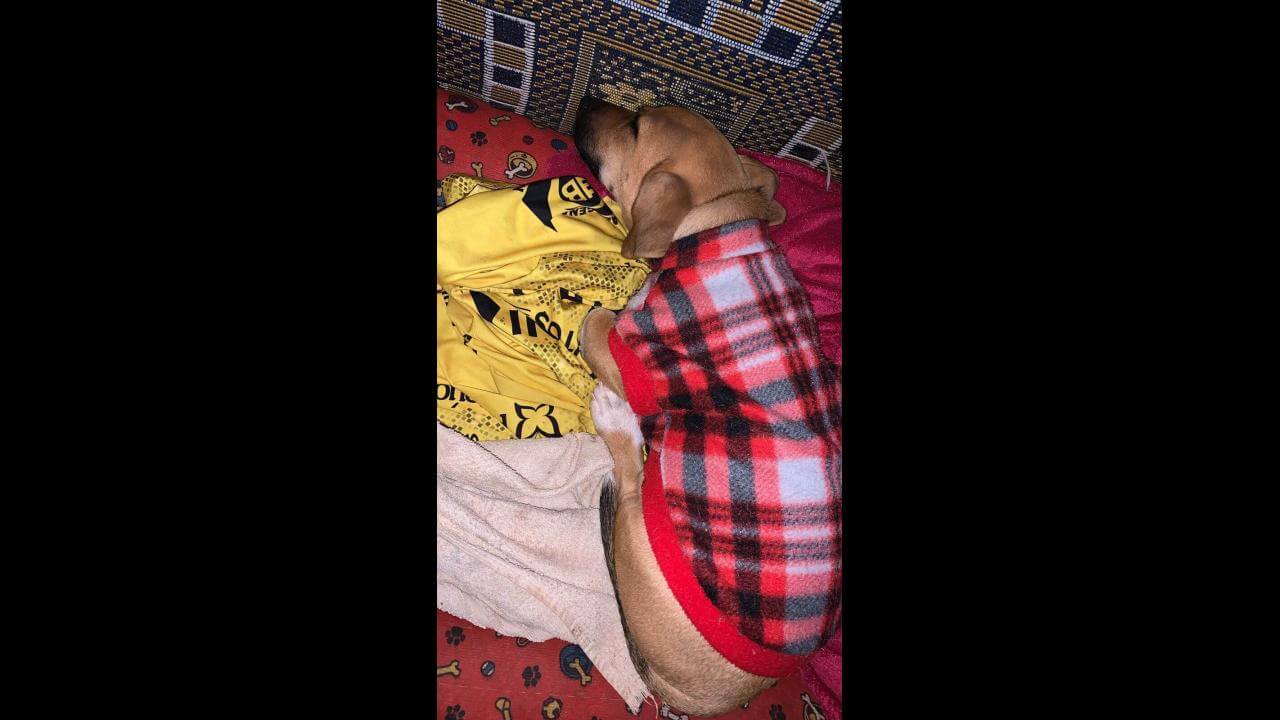 Cachorro Band desapareceu no bairro Santo Onofre