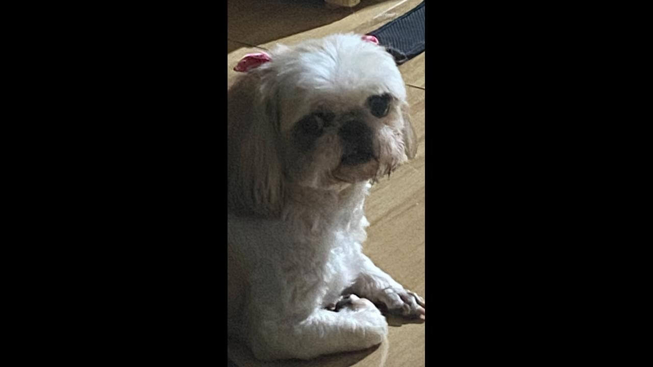 Cachorra é encontrada no bairro Brasília