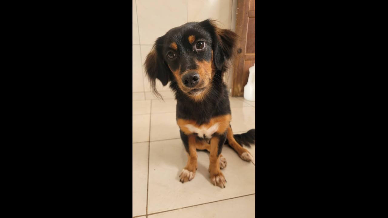 Cachorra Tereza desapareceu no bairro Brasília
