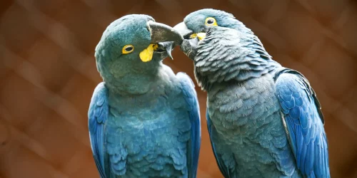 Imagem referente a Ameaçada de extinção, mais uma arara-azul-de-lear nasce em São Paulo