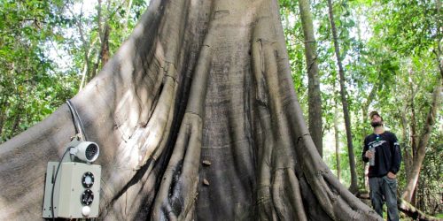 Imagem referente a Tecnologias monitoram biodiversidade, árvores e ar da Amazônia