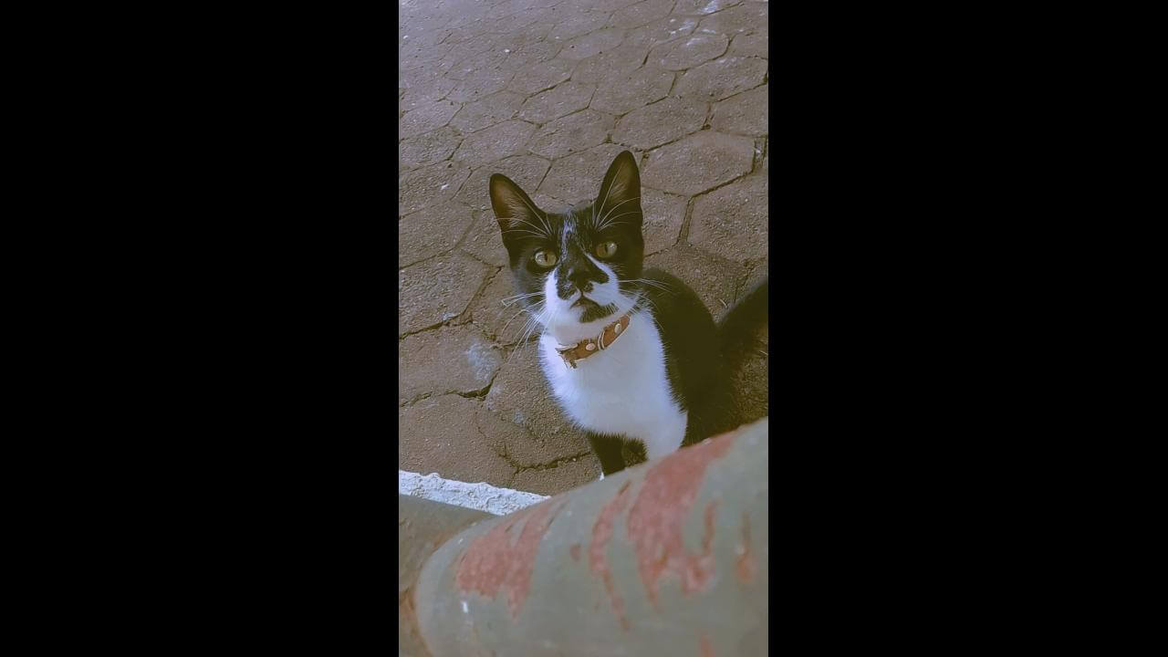 Gato desapareceu no bairro Parque São Paulo