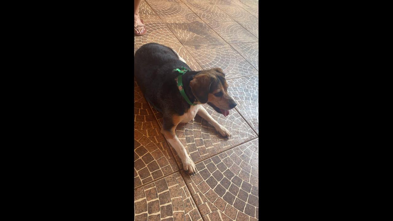 Cachorra é encontrada no bairro Neva
