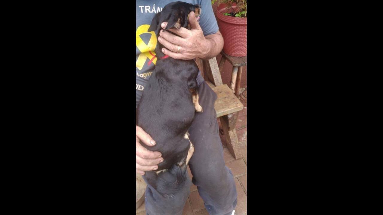 Cachorra é encontrada no bairro Esmeralda