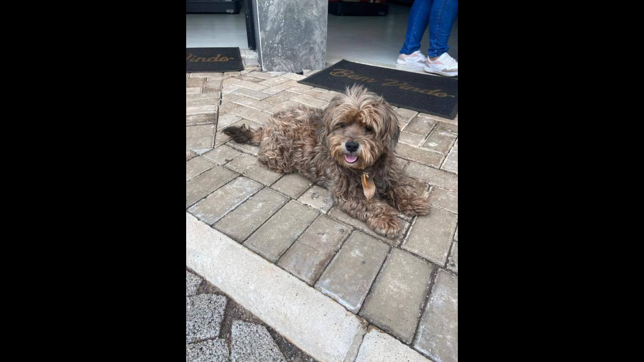 Cachorro é encontrado no bairro Brasília