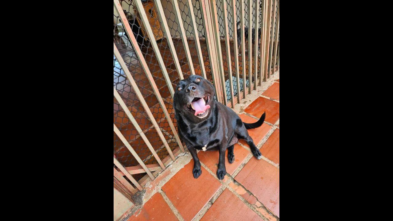 Cachorra é encontrada no bairro Recanto Tropical