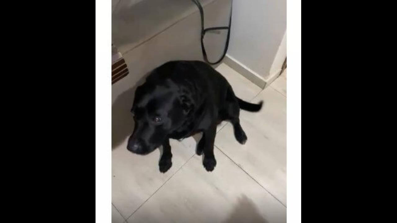 Cachorra Kaity desapareceu no bairro Jardim Cristal Cachorra Kaity desapareceu no bairro Jardim Cristal