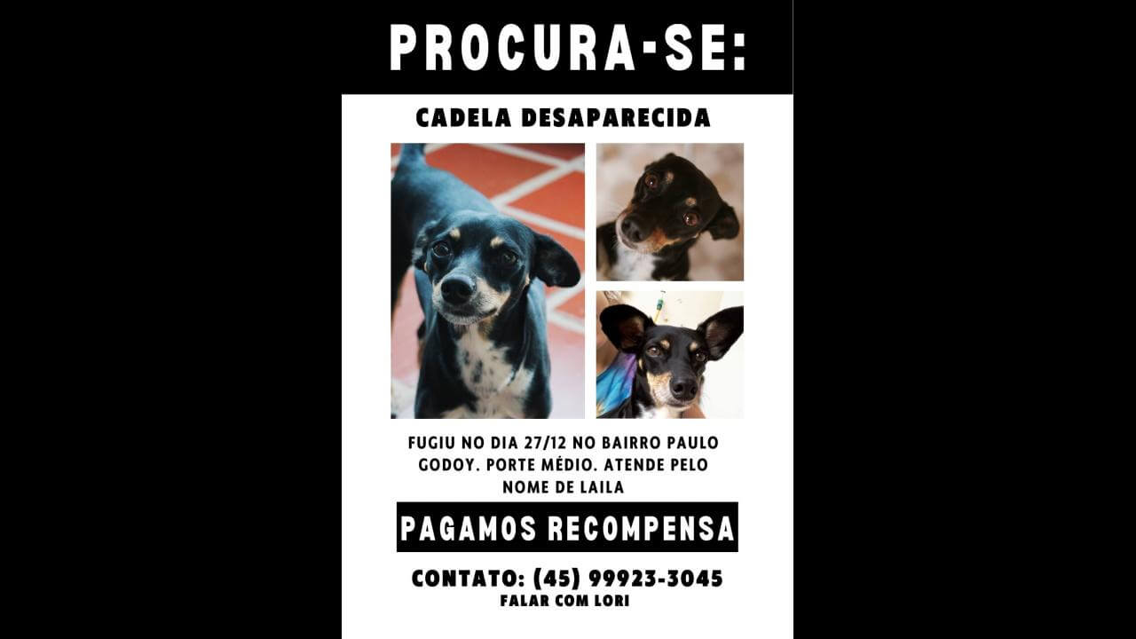 Cachorra Laila desapareceu no bairro Santa Cruz Cachorra Laila desapareceu no bairro Santa Cruz