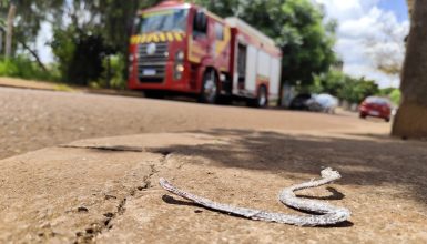 Imagem referente a Cobra solta no Interlagos! Bombeiros são acionados para captura, mas serpente foge