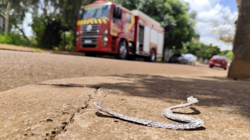 Imagem referente a Cobra solta no Interlagos! Bombeiros são acionados para captura, mas serpente foge