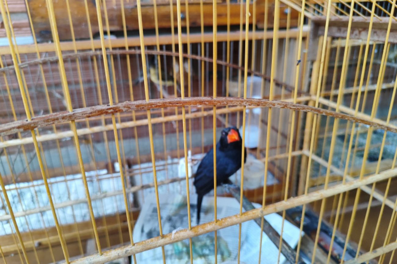 IAT resgata 33 aves silvestres em cativeiro irregular em Paranavaí IAT resgata 33 aves silvestres em cativeiro irregular em Paranavaí