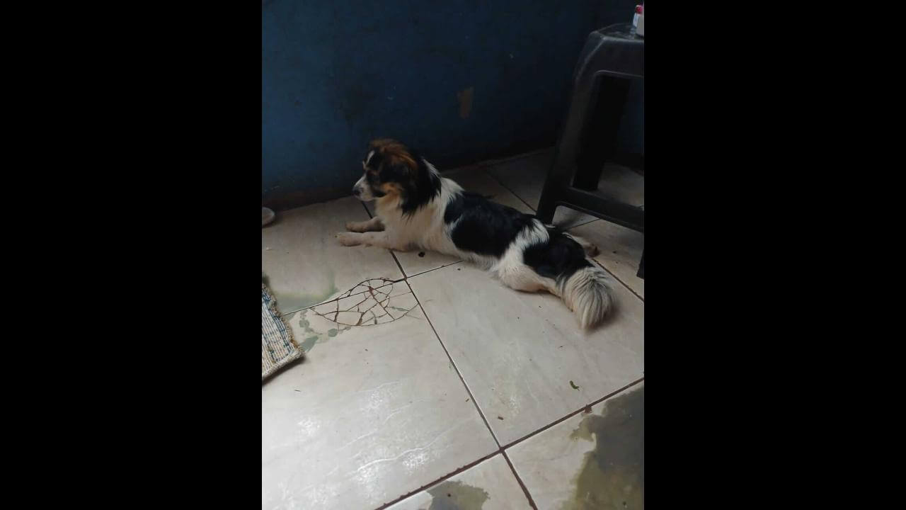 Cachorro é encontrado no bairro Interlagos Cachorro é encontrado no bairro Interlagos