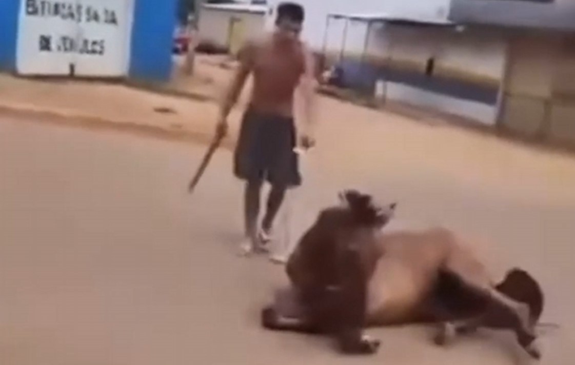 Homem espanca cavalo com pedaço de madeira até jogá-lo ao chão Homem espanca cavalo com pedaço de madeira até jogá-lo ao chão