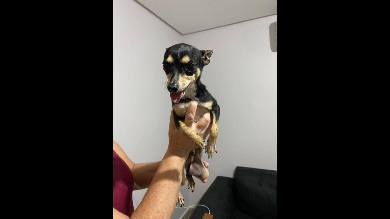 Cachorro é encontrado no bairro Recanto Tropical Cachorro é encontrado no bairro Recanto Tropical