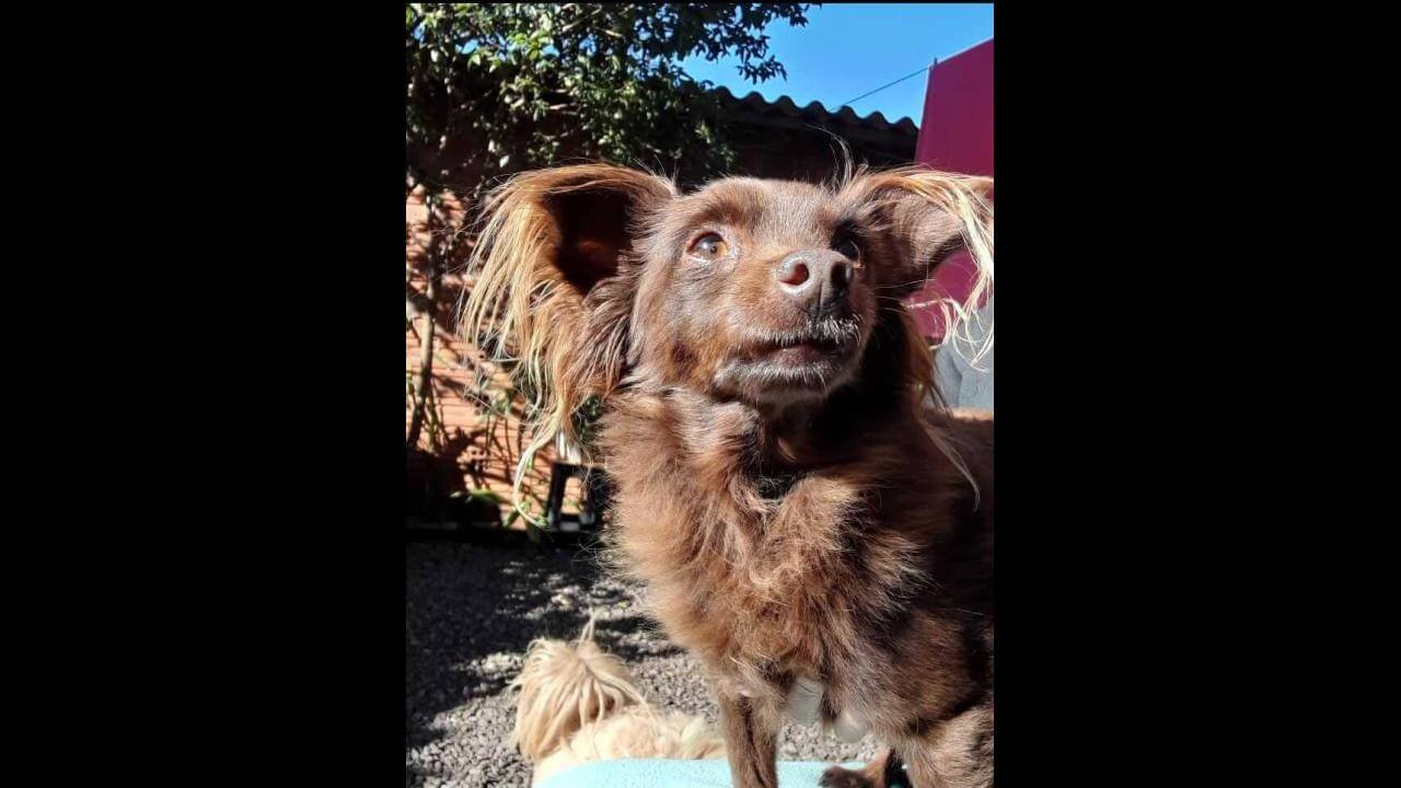Cachorro Simba desapareceu no bairro Santa Cruz Cachorro Simba desapareceu no bairro Santa Cruz