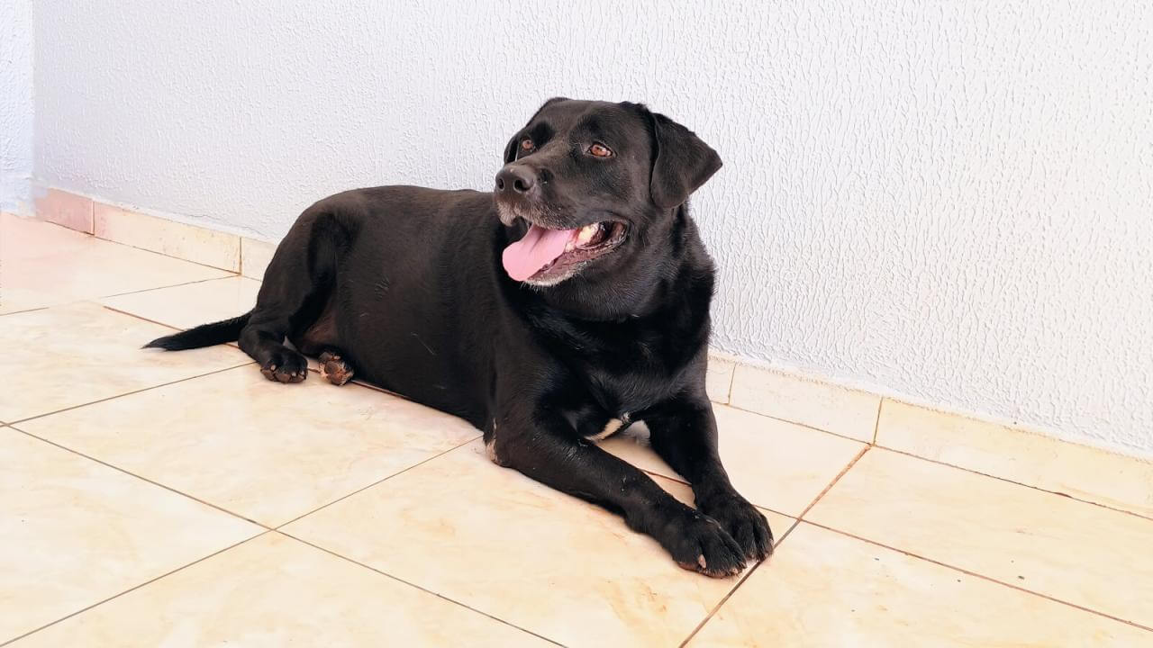 Cachorra é encontrada no bairro Recanto Tropical Cachorra é encontrada no bairro Recanto Tropical