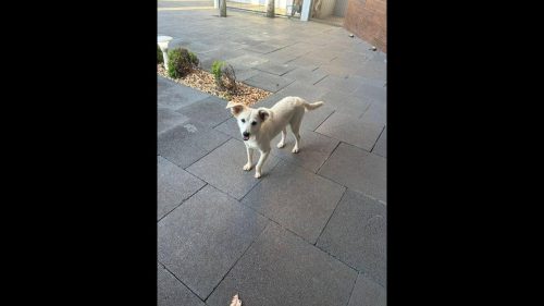 Imagem referente a Cachorra é encontrada no bairro Tropical III