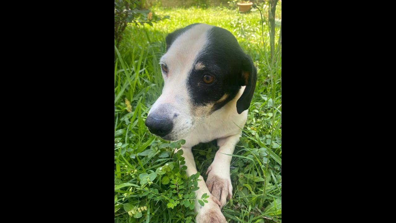 Cachorra Mayla desapareceu no bairro Periolo Cachorra Mayla desapareceu no bairro Periolo