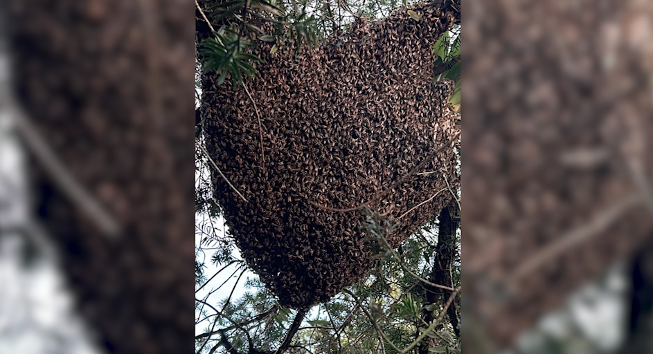 Por risco de ataque de abelhas, Parque Tarquínio é fechado nesta terça-feira (14) Por risco de ataque de abelhas, Parque Tarquínio é fechado nesta terça-feira (14)