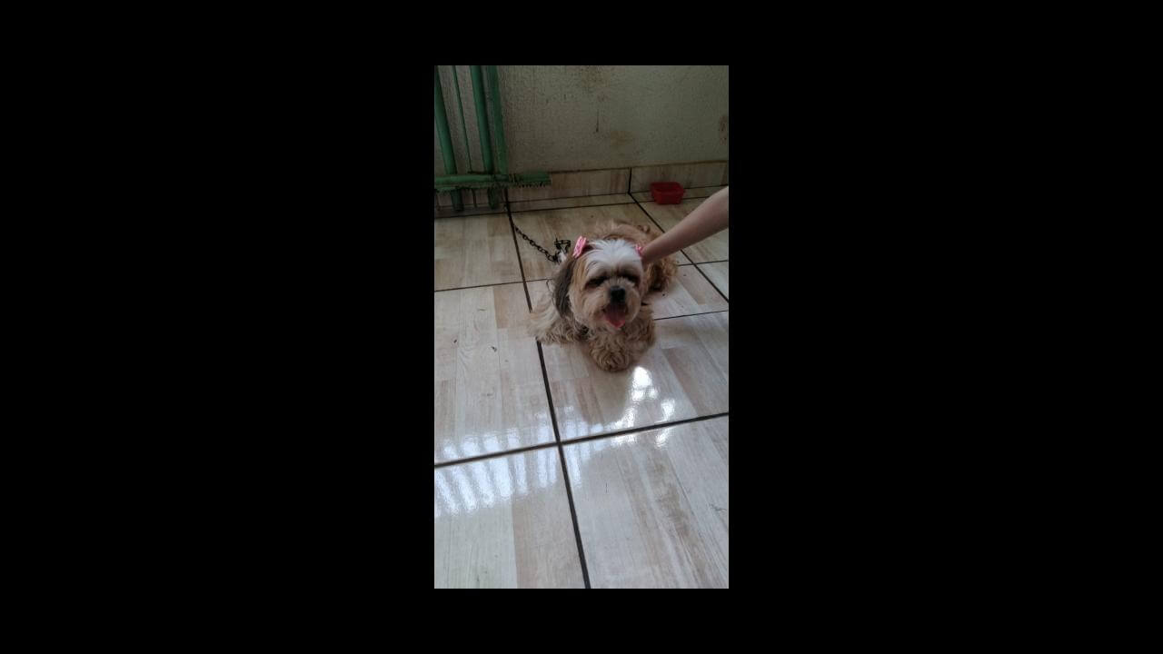 Cachorra é encontrada no bairro Presidente