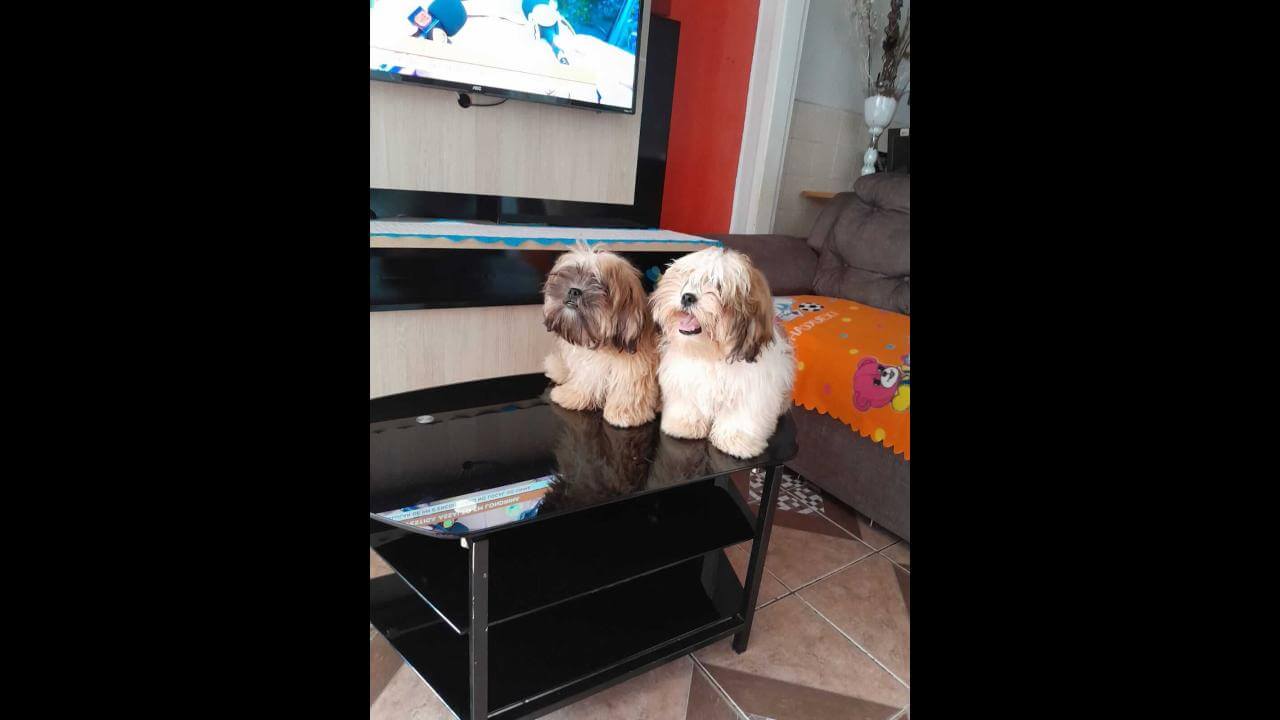 Cachorros Scoth e scoob desapareceram no bairro Interlagos