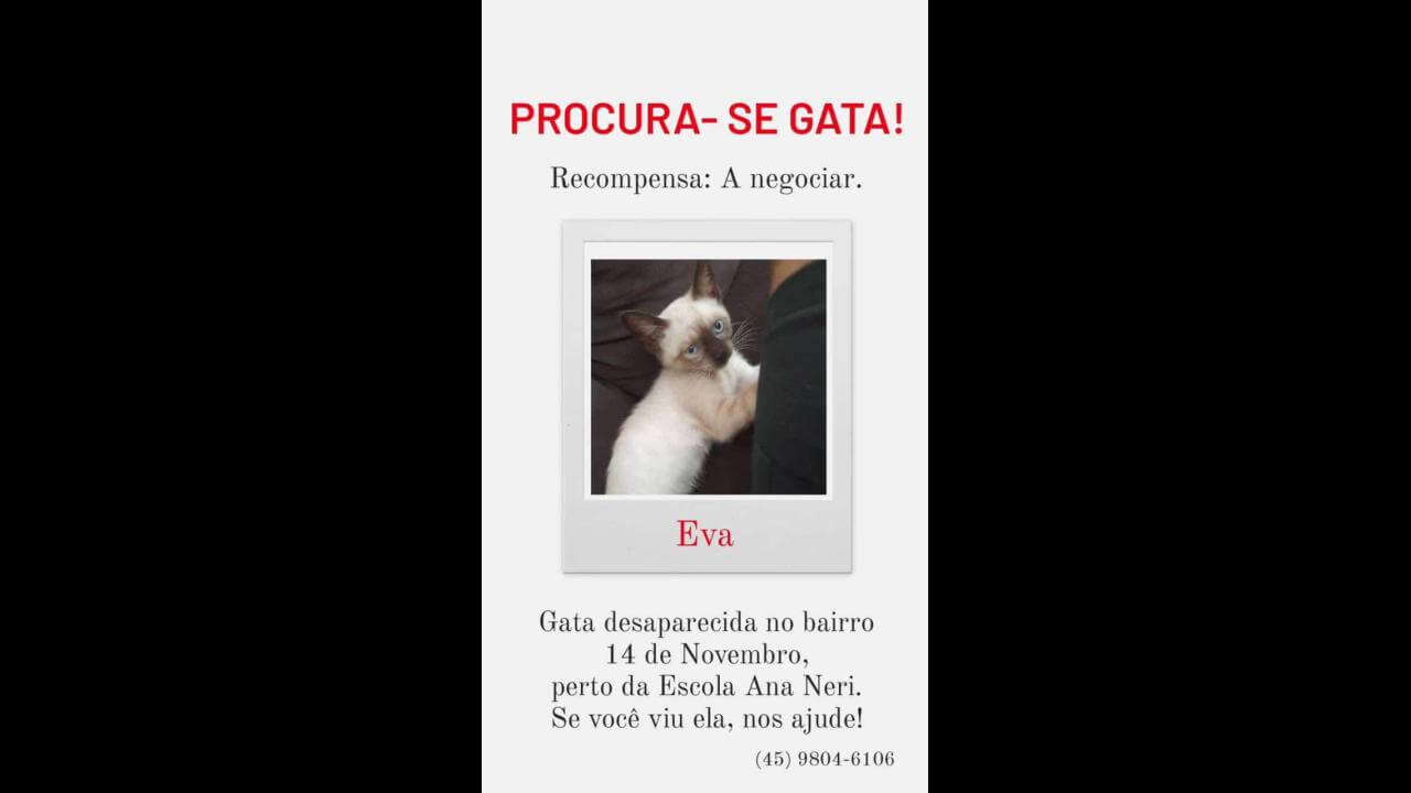 Gata Eva desapareceu no bairro 14 de Novembro