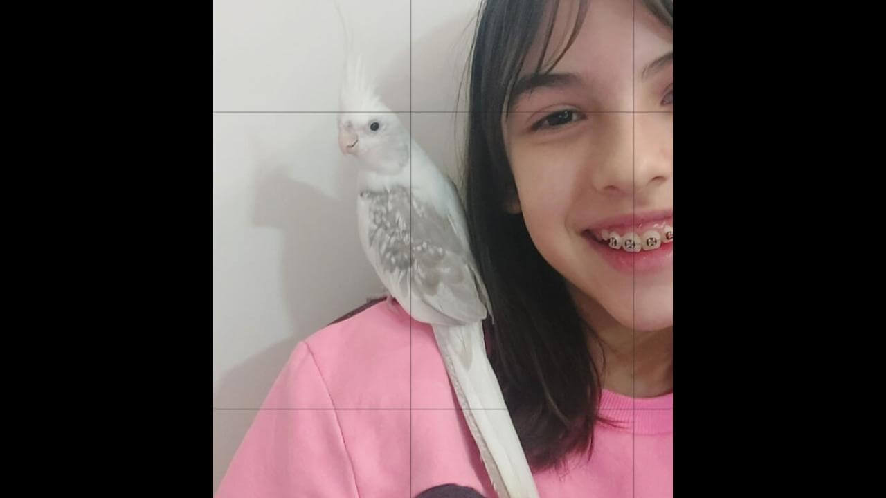 Calopsita Cacau desapareceu no bairro Cancelli