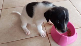 Imagem referente a Cachorra é encontrada no bairro Periolo