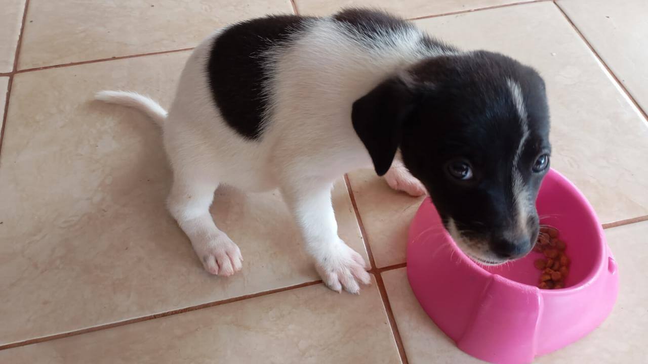 Cachorra é encontrada no bairro Periolo
